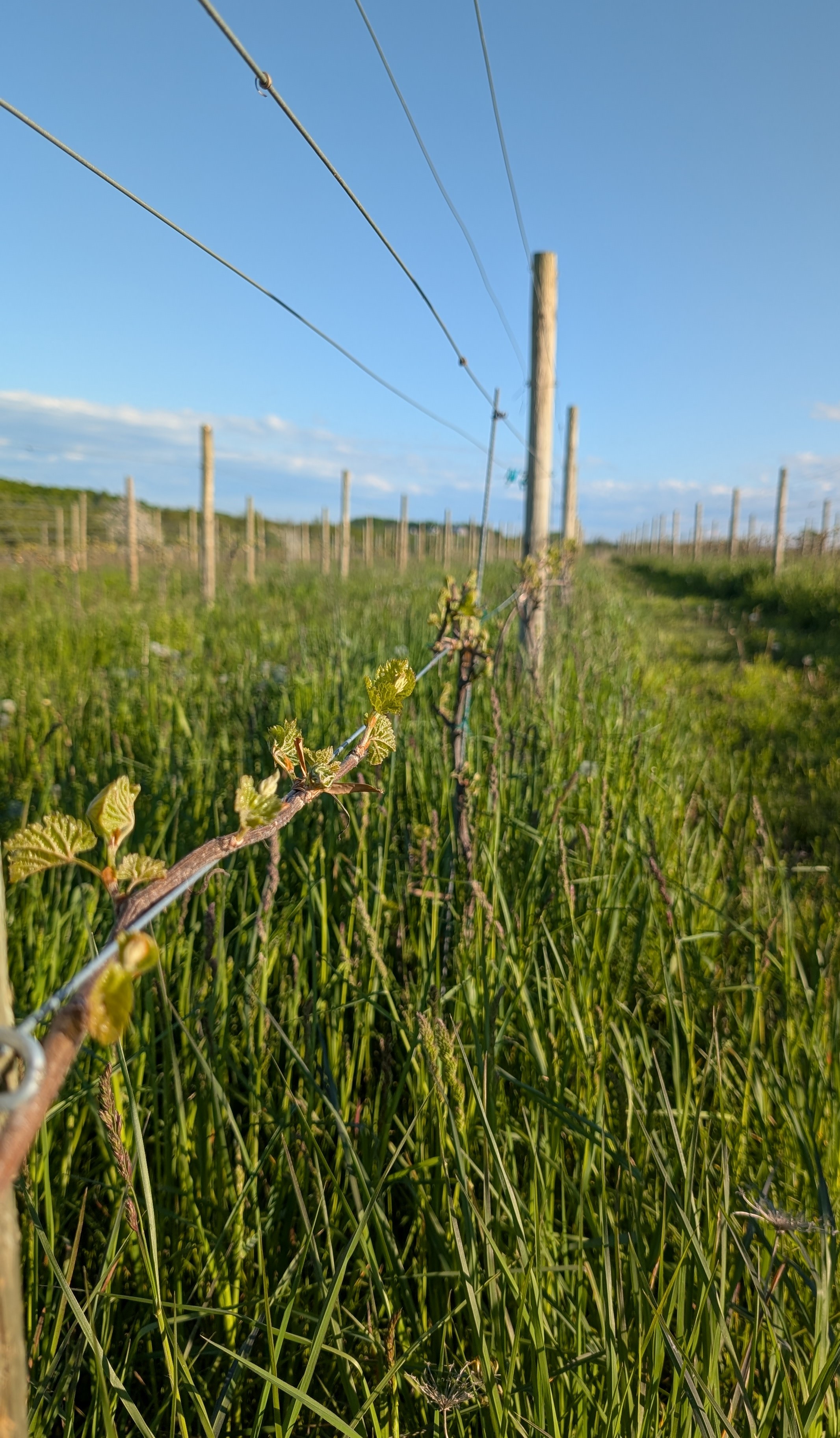 Photo 3 Grape Scouting report 5-28-2025.jpg